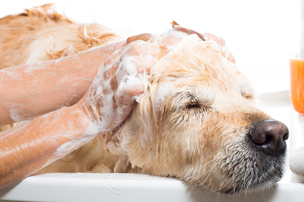 Natural Dog Shampoos That Banish Fleas