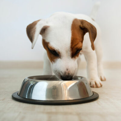 Common Foods that Cause Dog Allergies