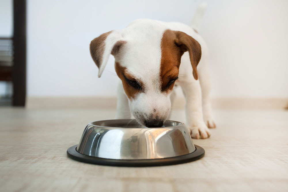 Common Foods that Cause Dog Allergies