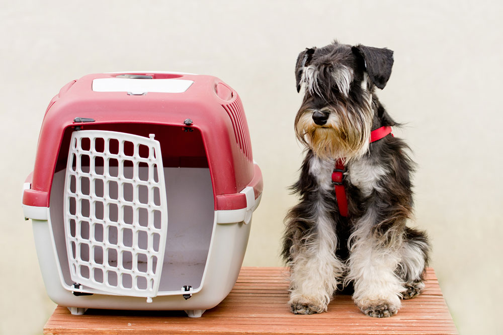 Follow These Rules When Flying With Pets