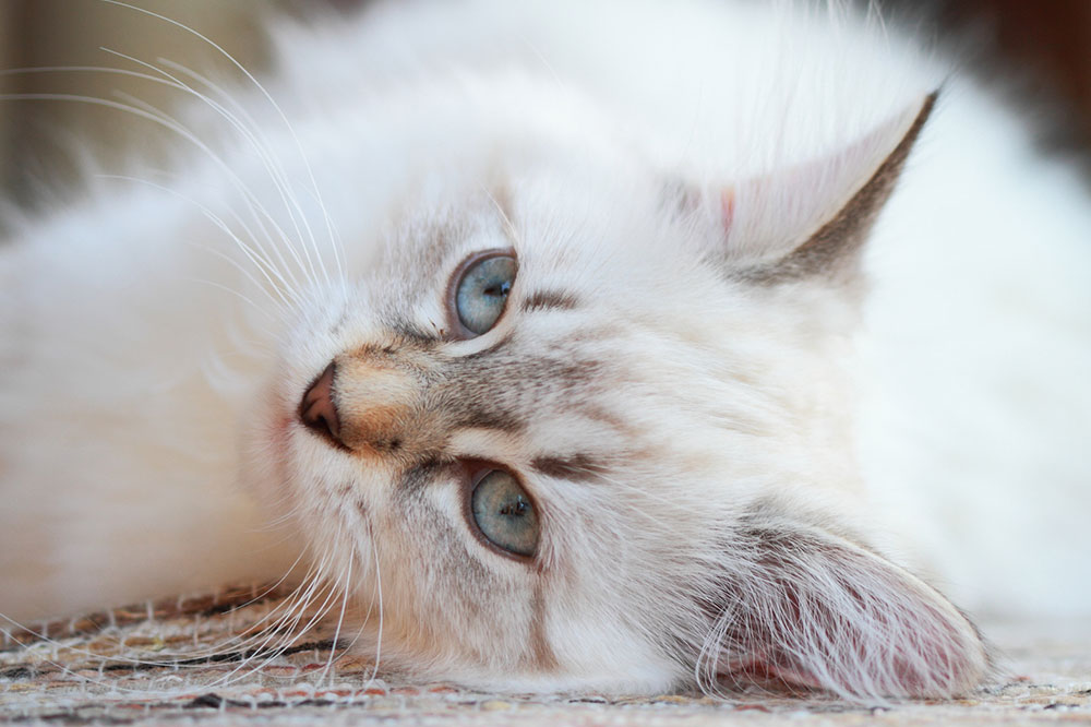 Safe Cat Treat Ingredients