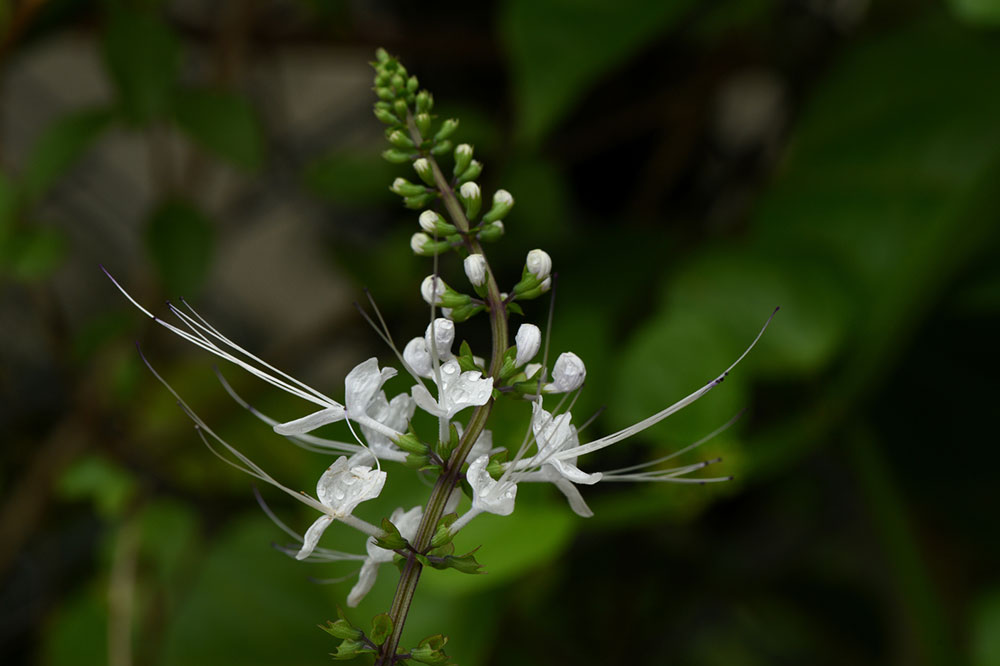 Watch Out for These Warning Signs of Plant Toxicity in Cats